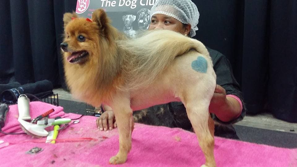 A freshly groomed Pomeranian finished with a heart design