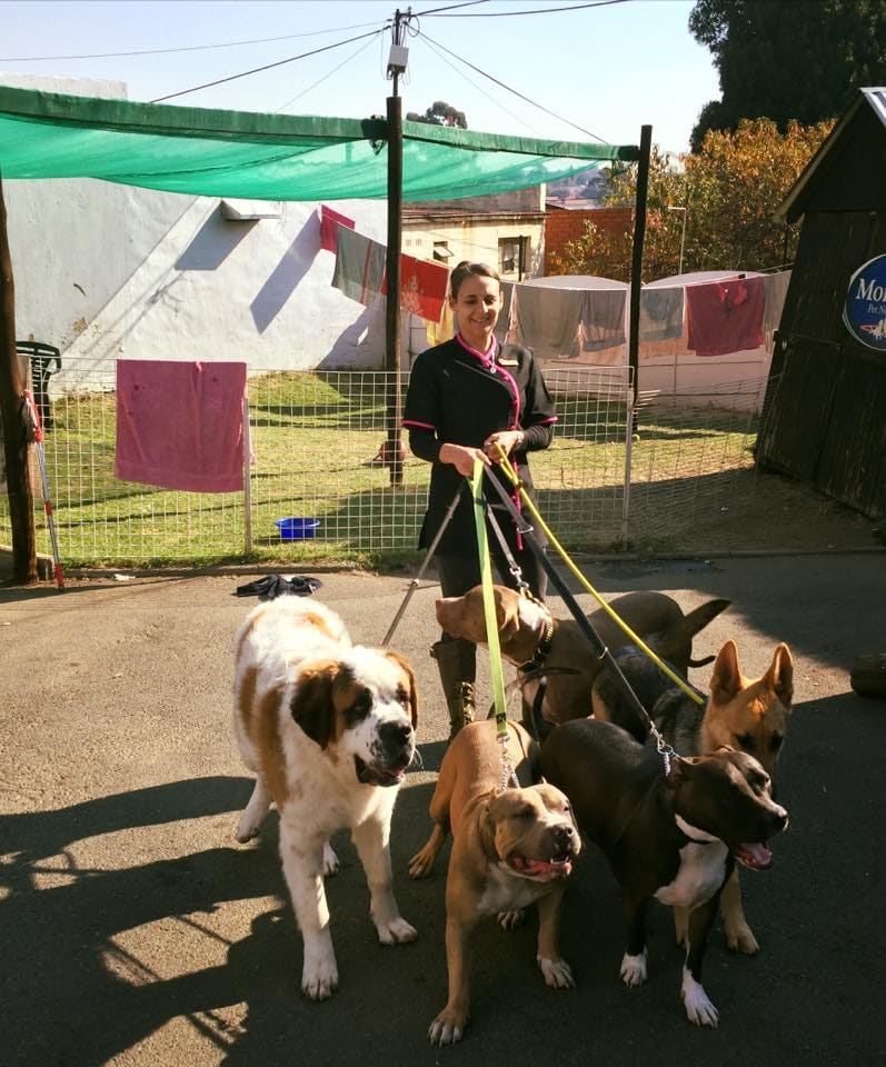 A staff member heading out on a group walk with a pack of daycare dogs