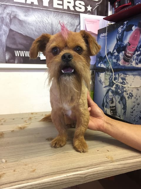 One of our regulars at The Dog Club