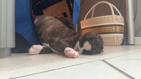 Nap time at the pet hotel