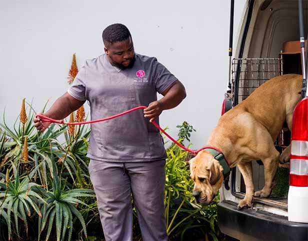 A Dog Club handler loading a dog into the transport vehicle
