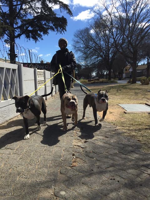 A structured pack walk
