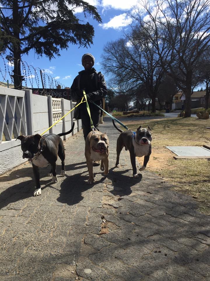 A Dog Club handler walking three dogs on lead during a structured pack walk