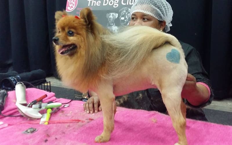 A freshly groomed Pomeranian on the grooming table